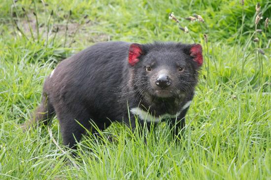 [Image: tasmanian-devil-cute.jpg]