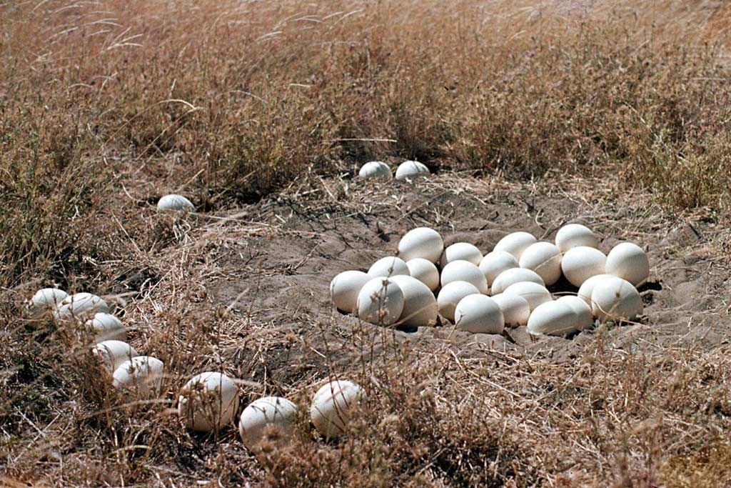 ostrich-eggs-excluded-nest.jpg