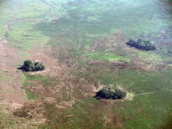 An example of forest islands on a flood plane in central Bolivia.  These islands had been thought to have formed from natural (non-human induced) processes but now some have been shown to be the result of human activity. 