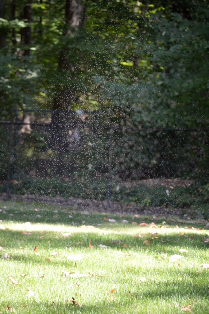 A gnat swarm enjoying a calm sunny afternoon in my backyard.  This is a 1/200 sec exposure with a 70mm Nikon VR lens. Image credit: Joel Duff