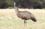 Wild emu from Australia. Image from Wikipedia. 