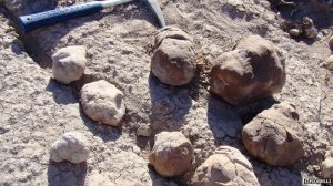 Coprolites from site in Argentina.  Image: Fiorelli - See article by Fiorelli et al,, 2013 http://www.nature.com/srep/2013/131128/srep03348/full/srep03348.html