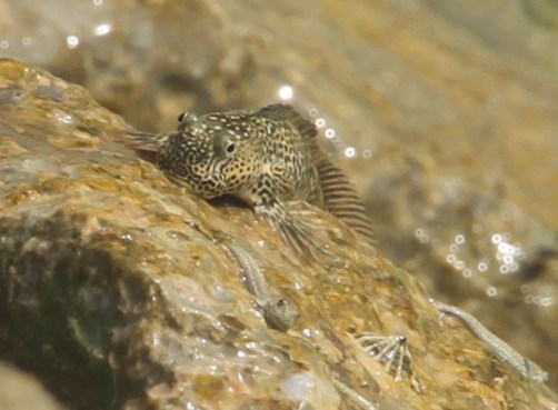 The Pacific leaping blenny.  Image by Courtney Morgans.  See http://www.courtneymorgans.com/japan.htm for many additional great pictures. 