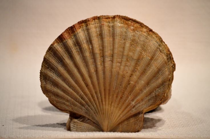 Large scallop collected by a friend from Calvert Cliffs in Maryland.  Image: Joel Duff