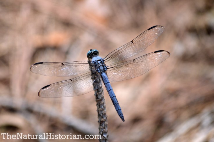 Dragonfly in the Currituck Banks Reserve, Corolla, NC, June 2014. Image: Joel Duff