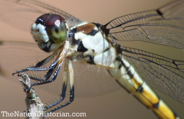 Dragonfly in the Currituck Banks Reserve, Corolla, NC, June 2014. Image: Joel Duff