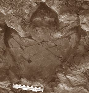 Footprint of a hadrosaur found at Denali National Park, Alaska. Image credit: Anthony R. Fiorillo et al.