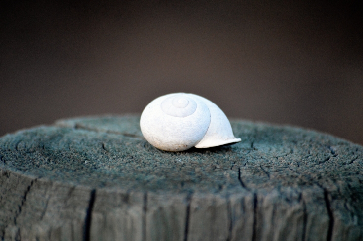 Snail shell in San Diego CA. Photo: Joel Duff
