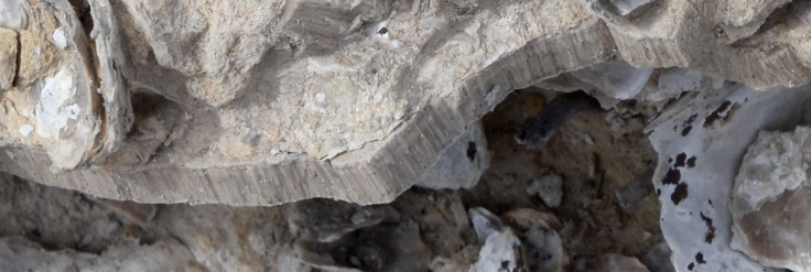 monument-rocks-fibrous-clamshell-fossil-kansas